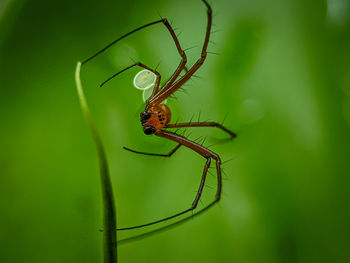 Close-up of spider on leaf