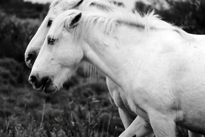 Close-up of a horse