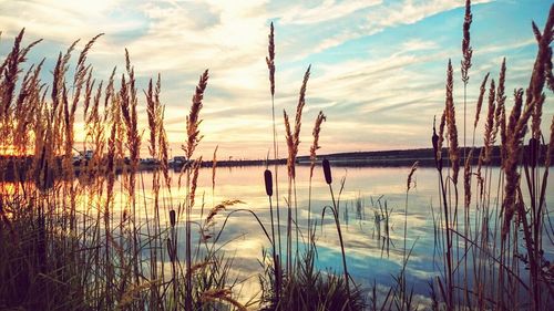 Plants growing in front of lake at sunset