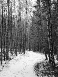 Bare trees on snow covered land