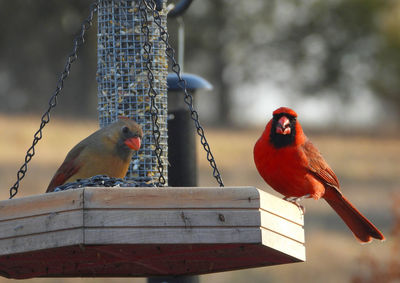 Close-up of bird perching on wooden post