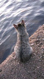 Cat in water