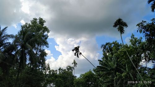 Low angle view of coconut palm trees against sky