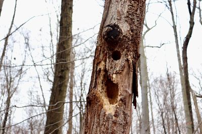 Close-up of tree trunk during winter