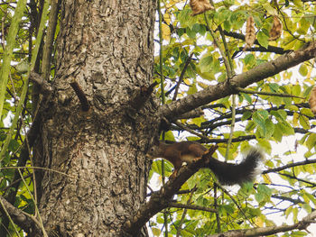 Low angle view of a tree