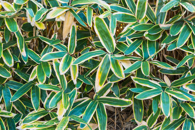 High angle view of bamboo plants on field