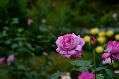 Close-up of pink rose