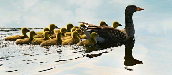 Ducks in a lake