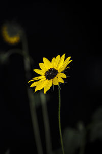 Close-up of yellow flowering plant