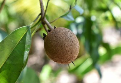 Close-up of  sapodilla on tree