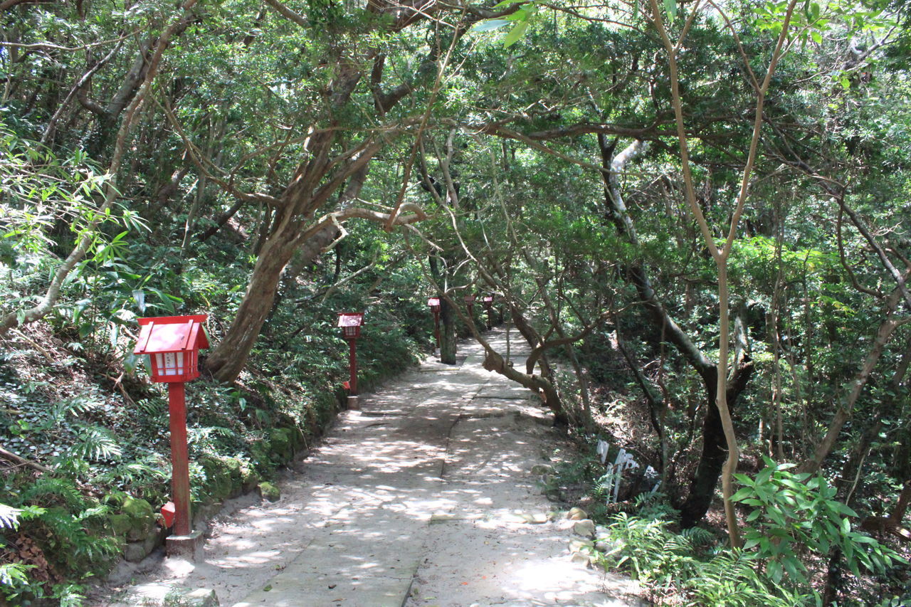 ROAD PASSING THROUGH FOREST