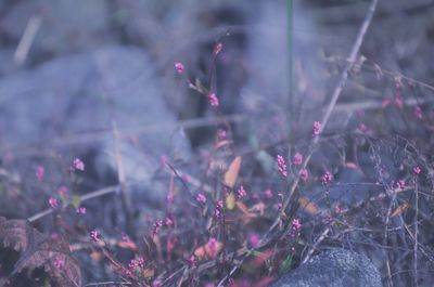 Close-up of pink flowering plants on land