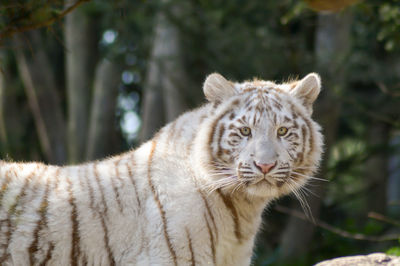 Side view portrait of white tiger standing against trees