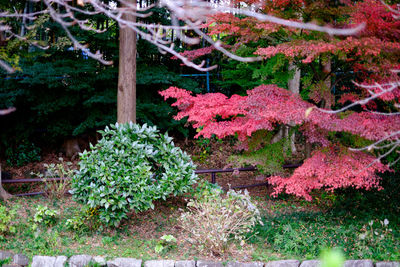 Pink flowers growing on tree