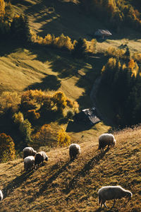 Sheep grazing on field