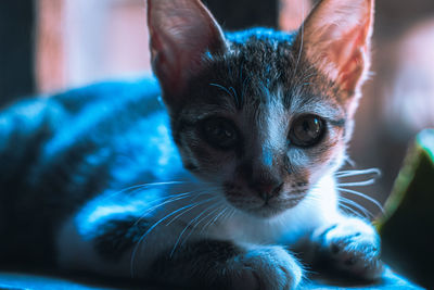 Close-up portrait of a cat