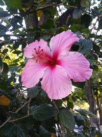 Close-up of pink hibiscus blooming outdoors