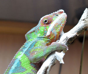 Close-up of lizard on tree