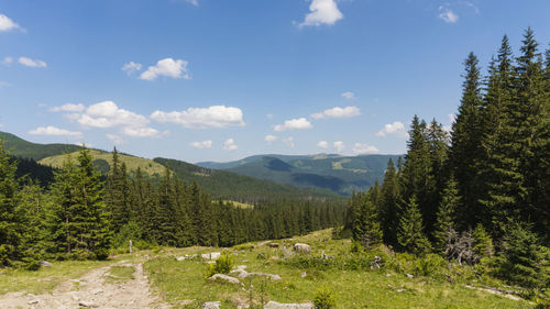 Scenic view of pine trees and mountains against sky