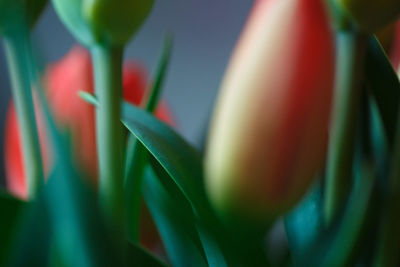 Close-up of flowering plants in sunlight