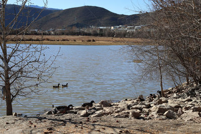 View of birds on beach