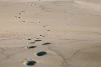 Close-up of birds on sand at beach