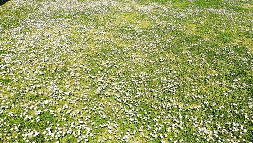 High angle view of flowering plants on field