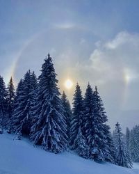 Pine trees on snow covered landscape