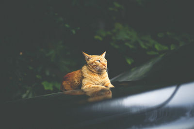 Portrait of cat