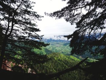 Trees in forest against sky