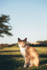A cat sits elegantly amidst the countryside at sunset. 