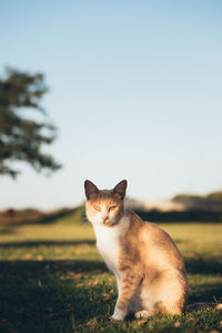 Portrait of cat on field