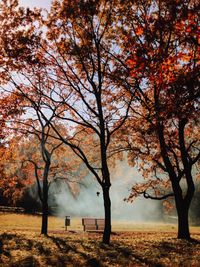 Trees on field