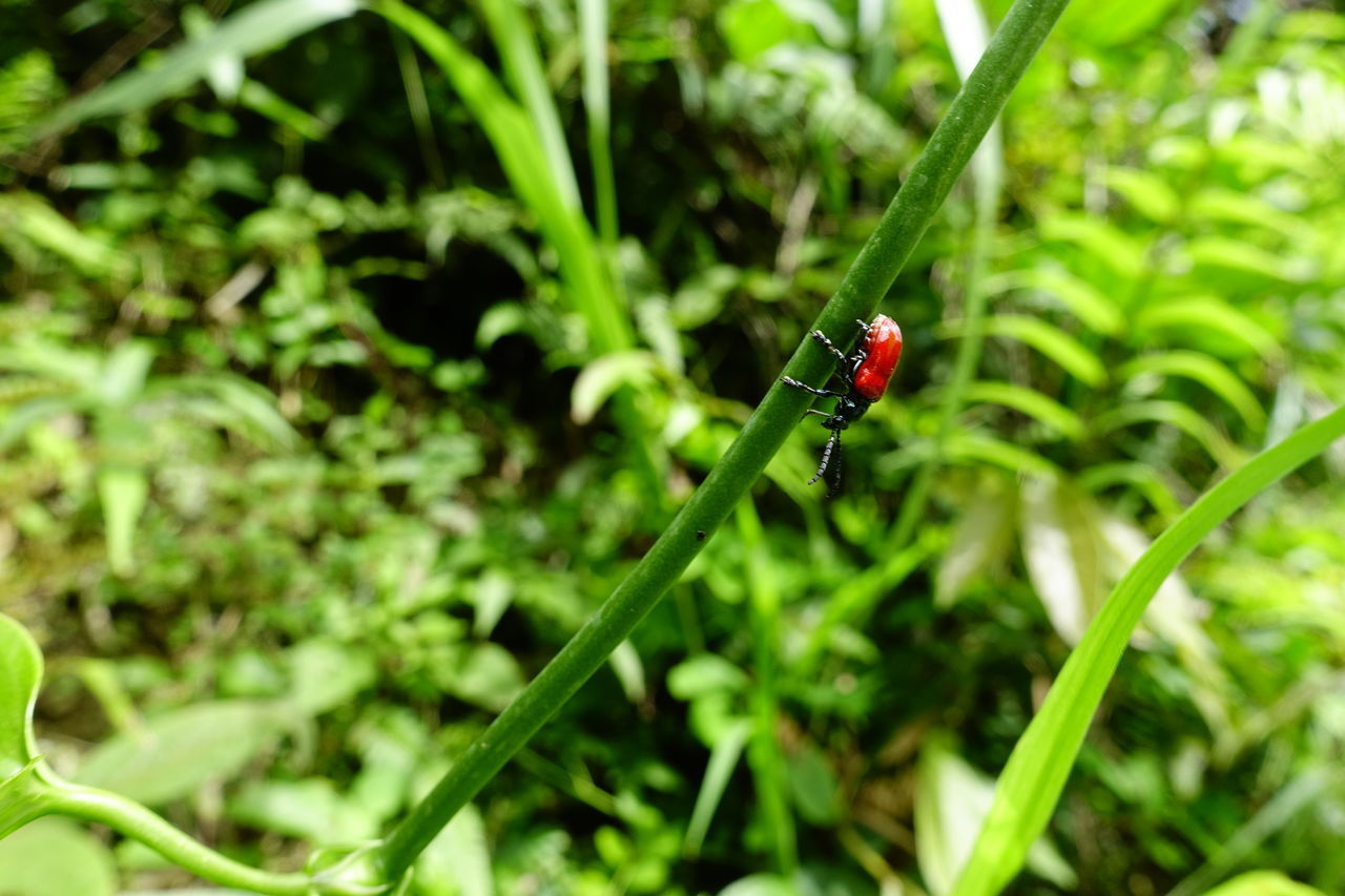 CLOSE-UP OF LADYBUG ON PLANT