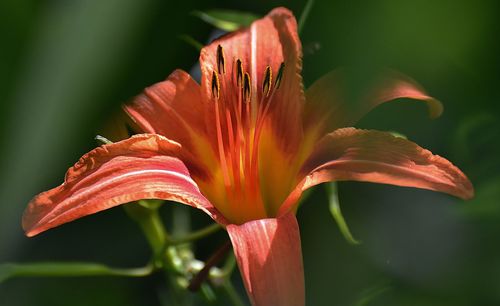 Close-up of red flowers