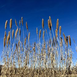 Close-up of stalks in field against clear blue sky