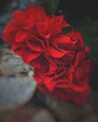 Close-up of red rose blooming outdoors