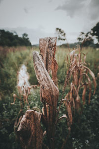 Close-up of dead plant on land