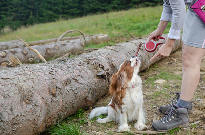 Charming cavalier king charles spaniel barking while receiving a rebuke - scene shot outdoors