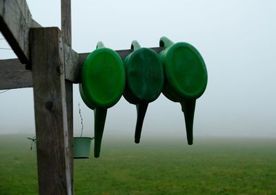 Close-up of green grass against the sky
