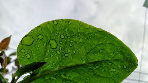 Close-up of wet green leaves during rainy season