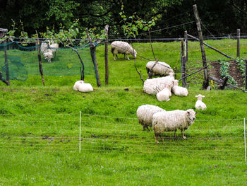 Sheep grazing on field