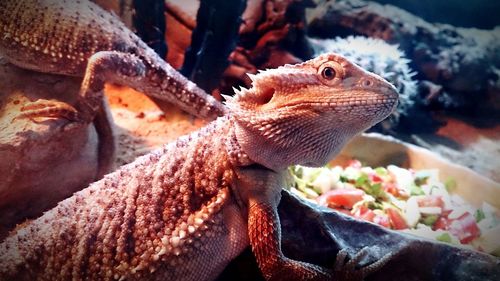 Close-up of lizard