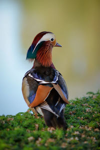 Close-up of a mandarin duck 