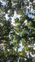 Low angle view of trees