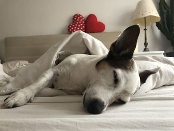 Close-up of dog sleeping on bed at home