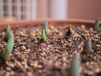 Close-up of fresh green plants