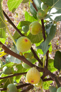 Close-up of fruit growing on tree