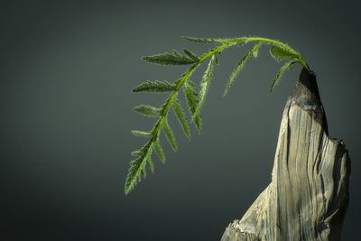 Close-up of fern against tree trunk