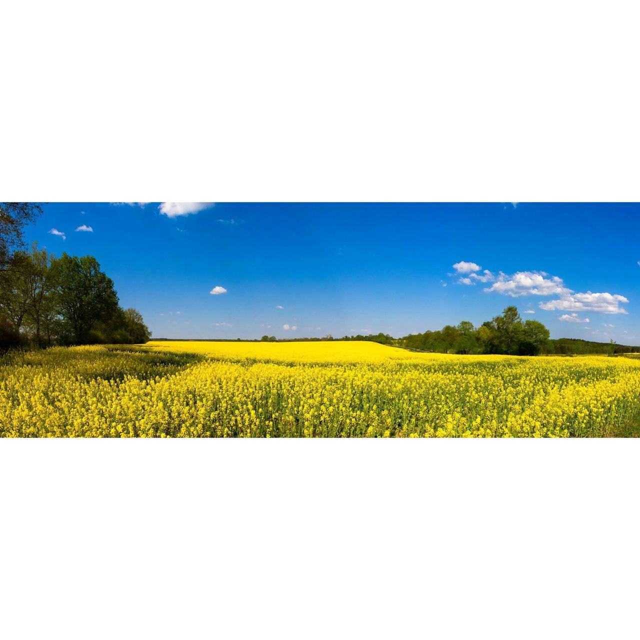 field, rural scene, agriculture, yellow, tranquil scene, landscape, tranquility, beauty in nature, scenics, growth, nature, farm, crop, sky, cultivated land, flower, blue, copy space, horizon over land, clear sky